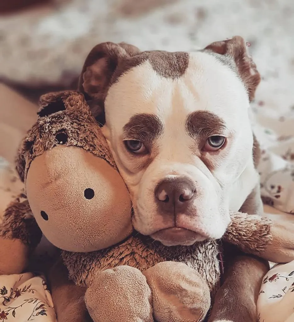 Get to Know The Most Famous Pets of Instagram - Top 20 Pet Influencers