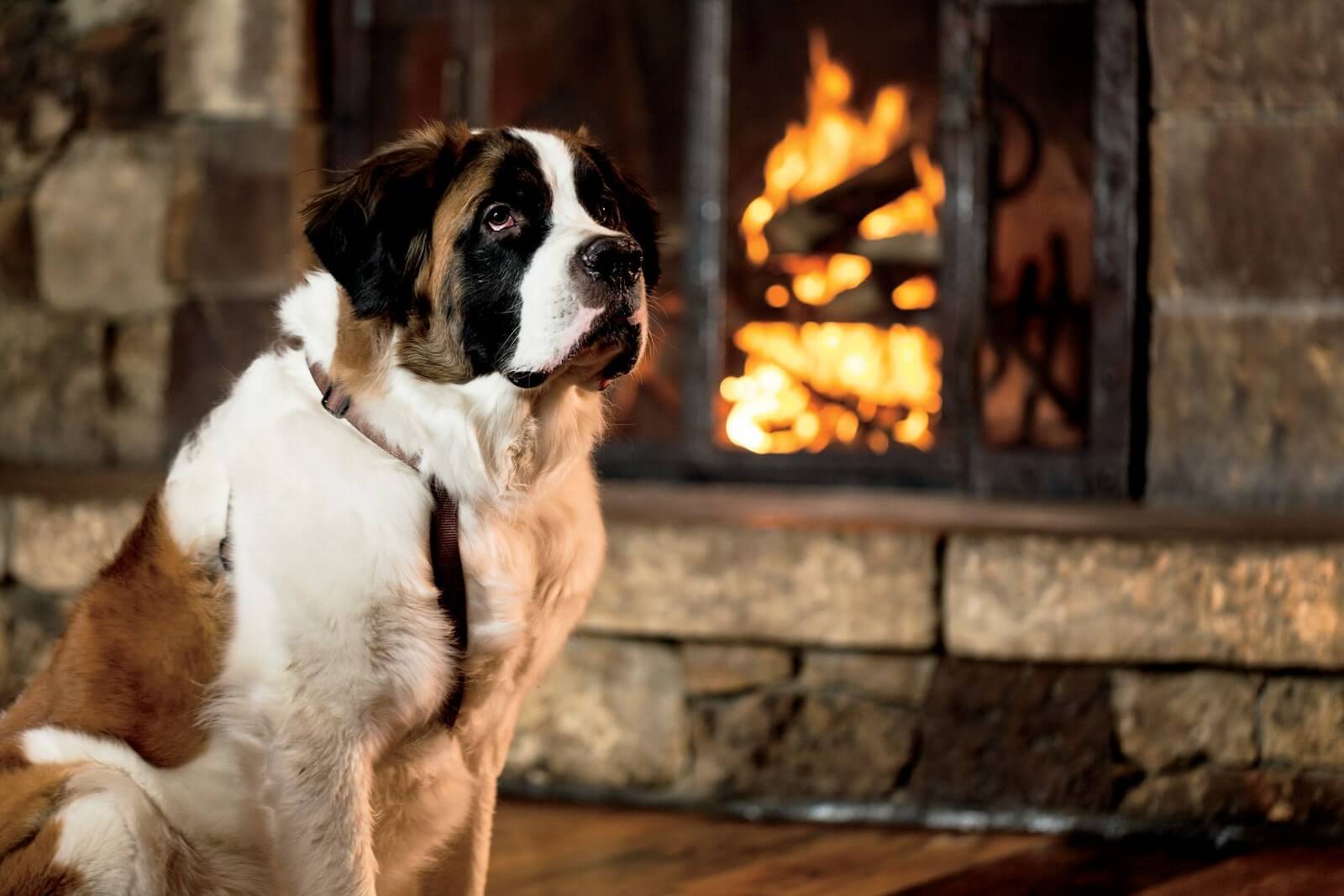 13 luxury pet-friendly hotels around the world - The Ritz-Carlton, Bachelor Gulch, Avon, Colorado