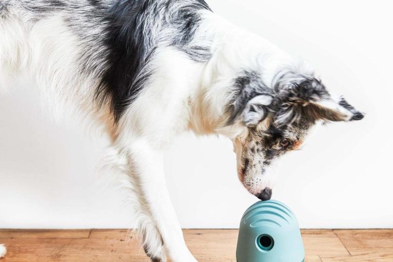 Dogs Needs – Eight Products That Will Help with Separation Anxiety